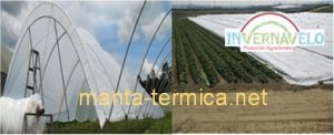 La implantación de una manta térmica es viable tanto en cultivos rústicos como en uno de invernadero.
